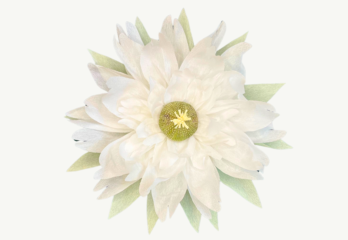 Hvid vægblomst